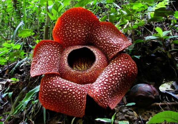 rafflesia arnoldii600.jpg